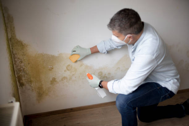 Best Industrial Mold Remediation  in Middletown, MD