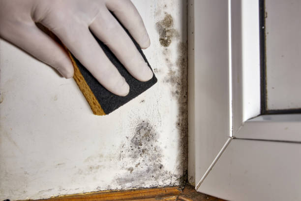 Best Black Mold Removal  in Middletown, MD